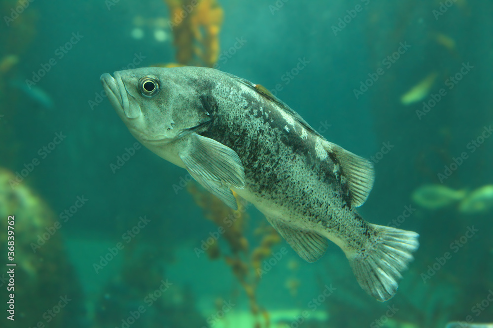 Fototapeta premium Beautiful tropical fish