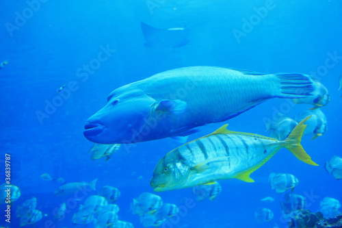 beautiful big two tropical fish in the ocean
