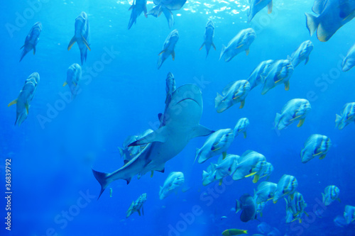 Shark and fish in the ocean