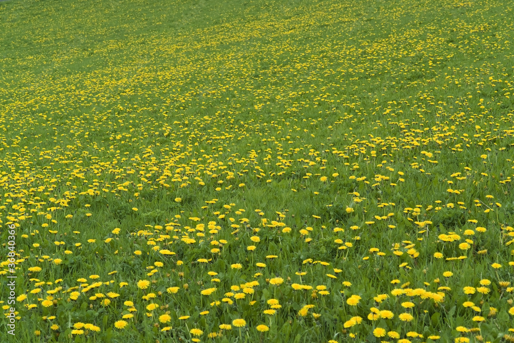 Obraz premium flowery grassland