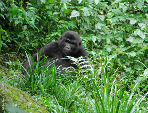 Gorilla in green vegetation © PRILL Mediendesign