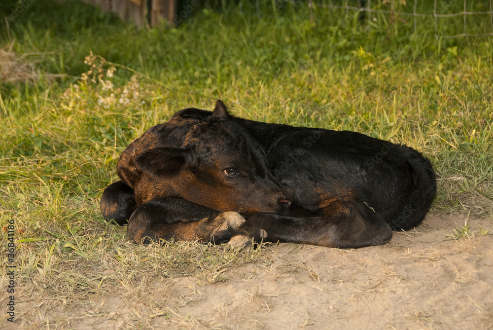 New born baby boy angus calf