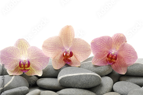 Set of three orchid on pebbles