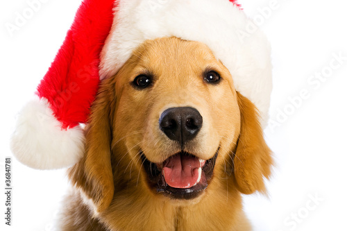 Happy Golden Retriever Christmas Dog © Mat Hayward