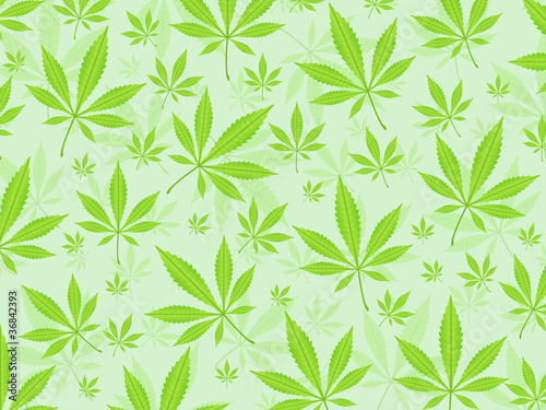 marijuana leafs background