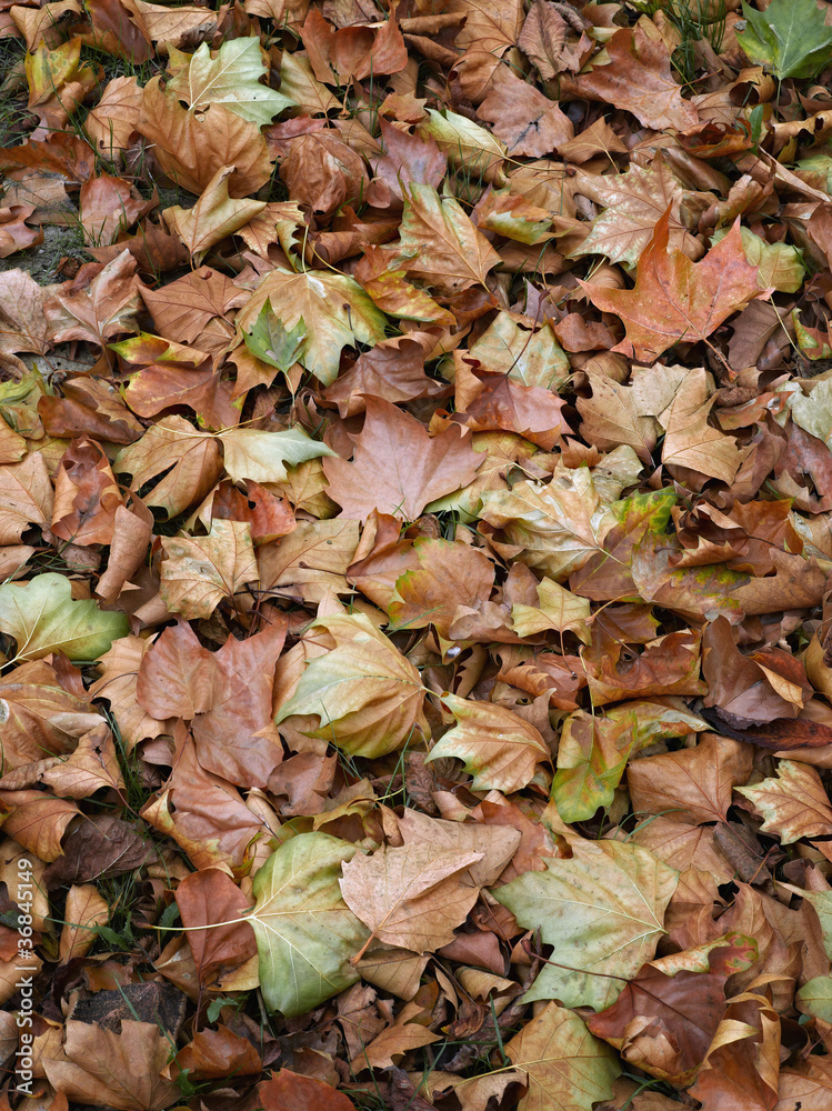 bed of dead leaves.