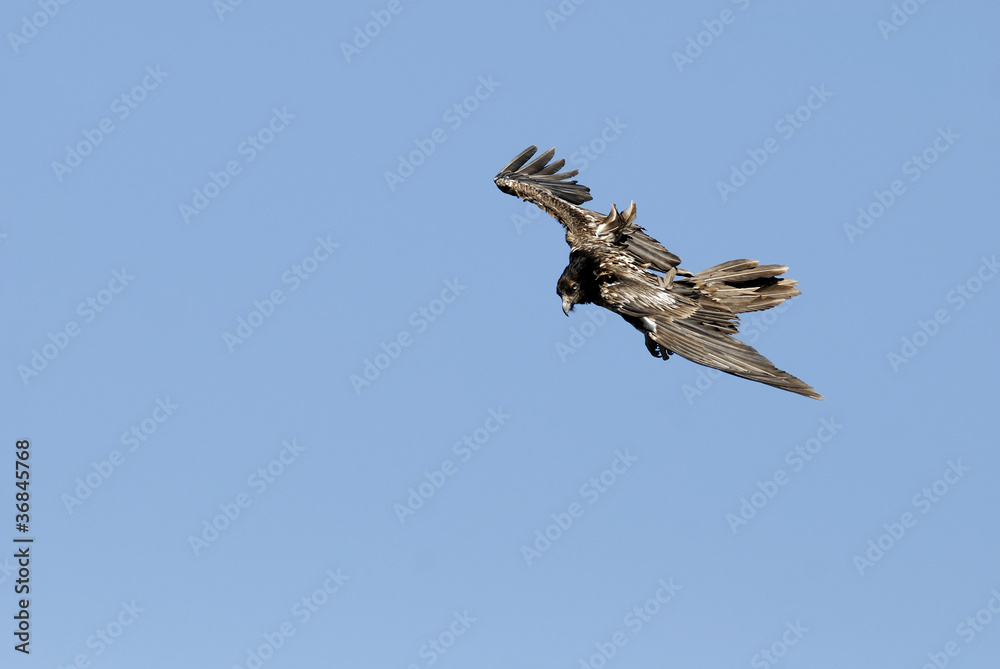 Fototapeta premium Quebrantahuesos joven volando