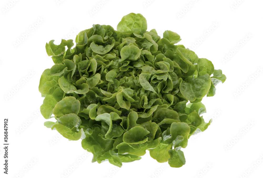 Blattsalat Blattsalat