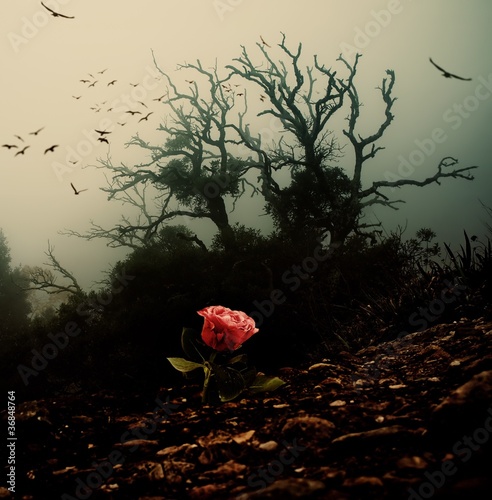 Vászonkép Red rose growing through soil against spooky tree