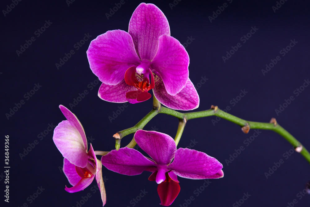 Naklejka premium pink orchid
