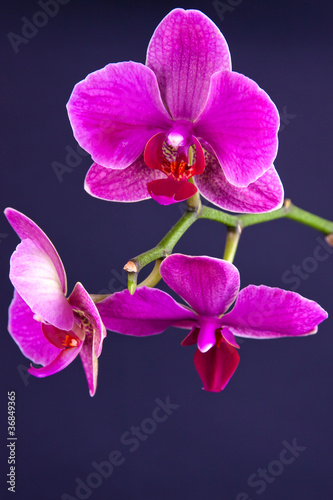 pink orchid isolated on black