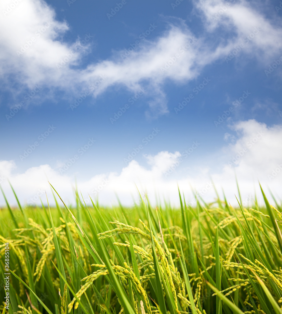 paddy rice field with cloud background