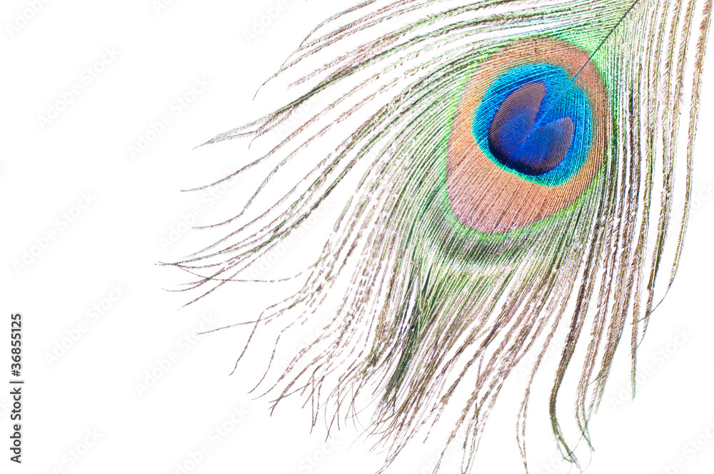 Obraz premium Peacock feather on white