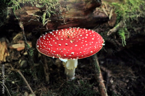 Amanita muscaria