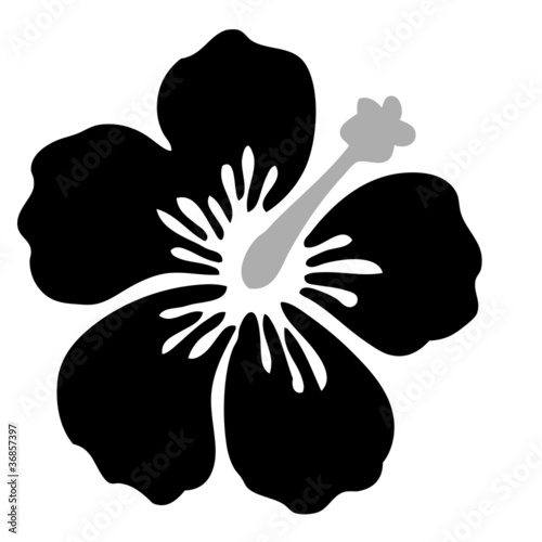 Fleur hibiscus