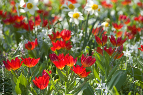 blumenwiese tulpen