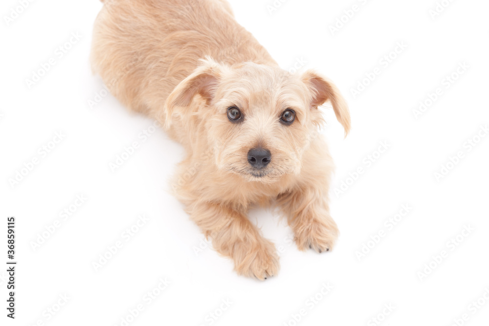 ノーフォークテリア