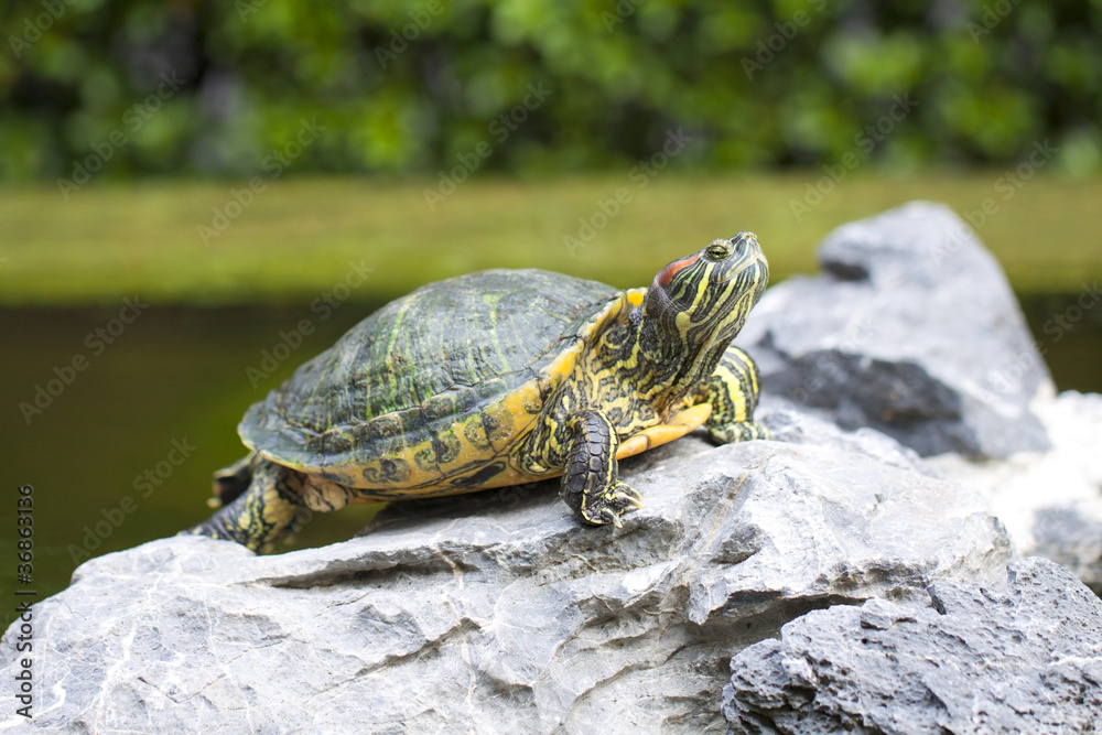 Tortoise on stone Tortoise on stone