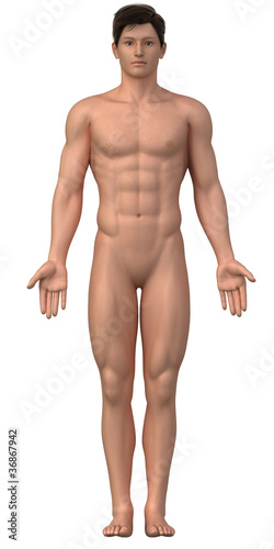 Naked man in anatomical position isolated