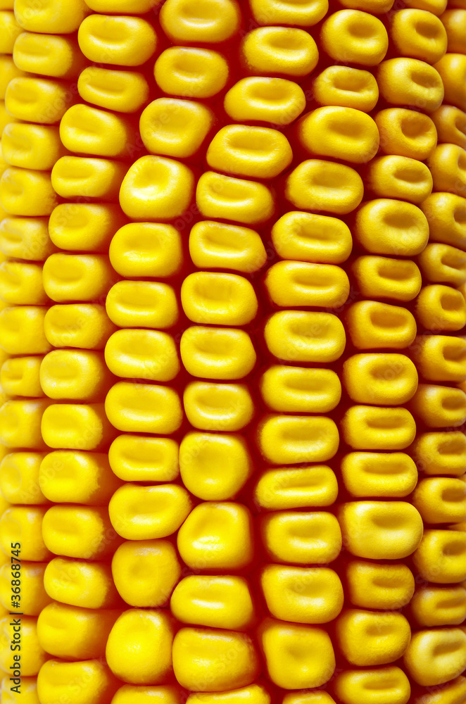 Fototapeta premium Background Corn