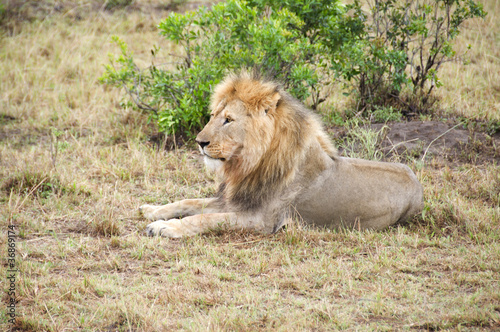Canvas Print Lion lie at the grass