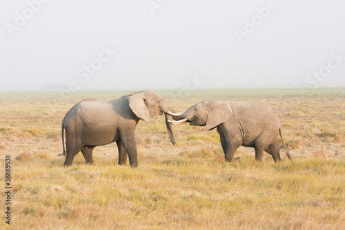 Two elephants stand face to face © maxsaf
