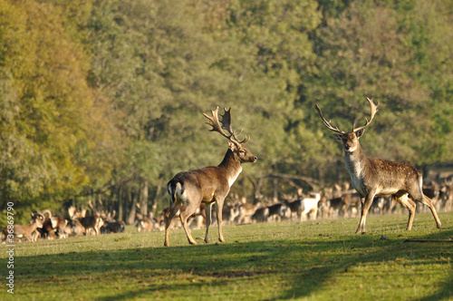 Two fallow deers before herd on green grass.