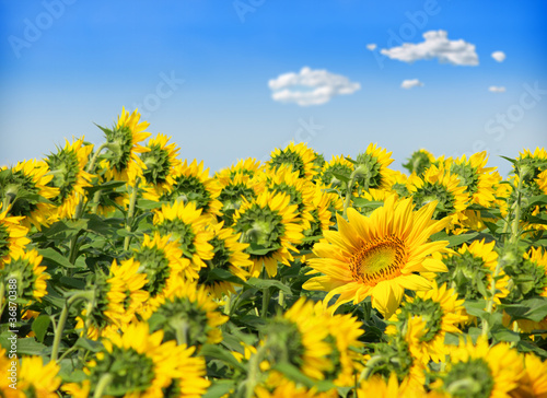 Beautiful sunflower against blue sky