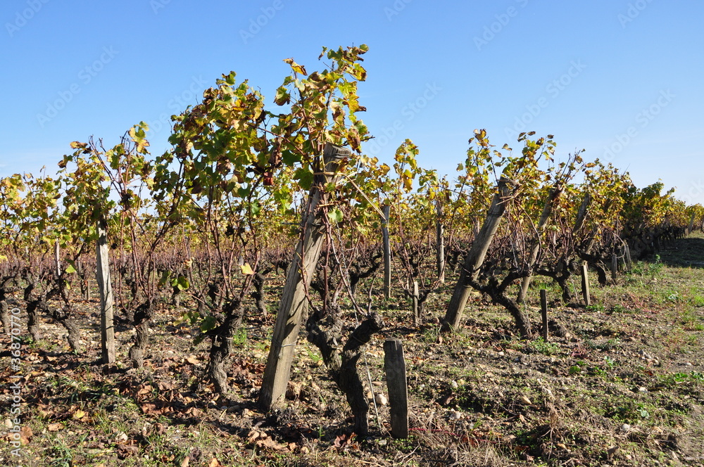 vignes à Sauternes