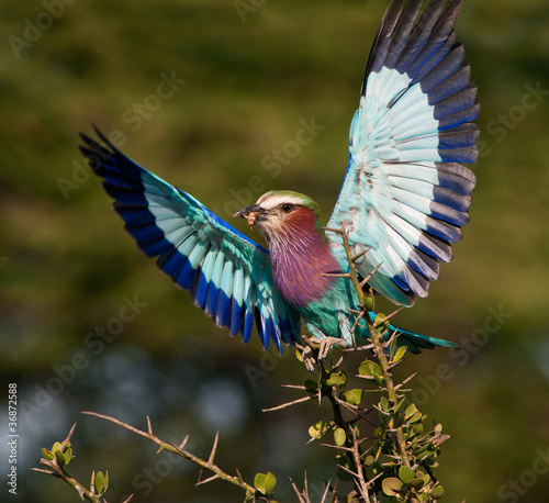 Lilac-breasted Roller with catch. photo