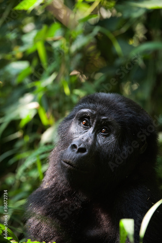 Portrait of a mountain gorilla at a short distance. © Uryadnikov Sergey