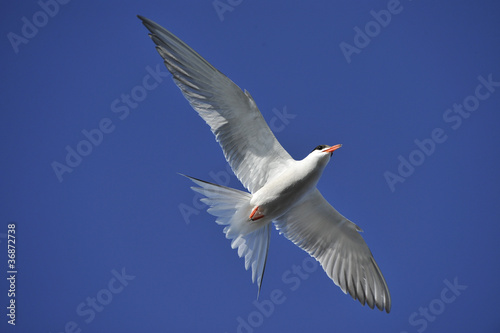Tern in flight.