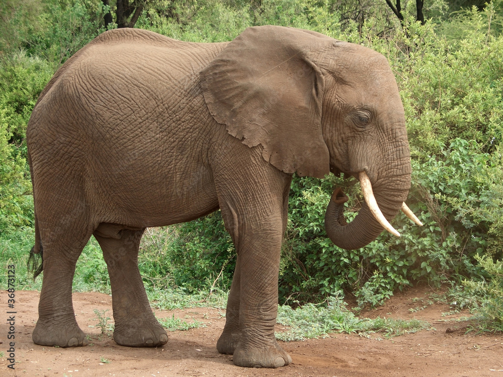 african Elephant sideways