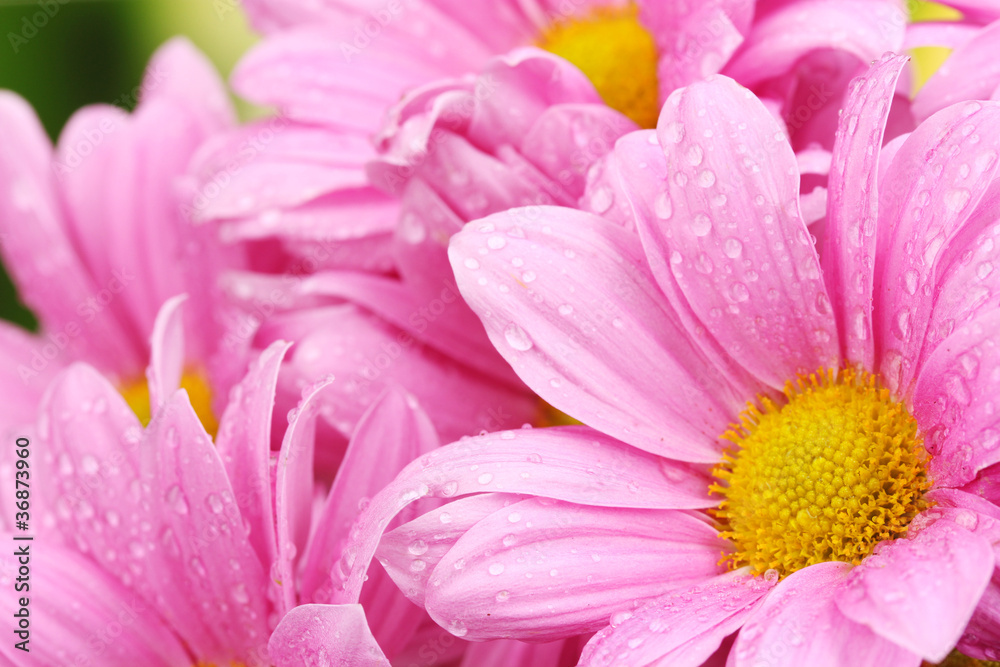 beautiful pink chrysanthemum on green background