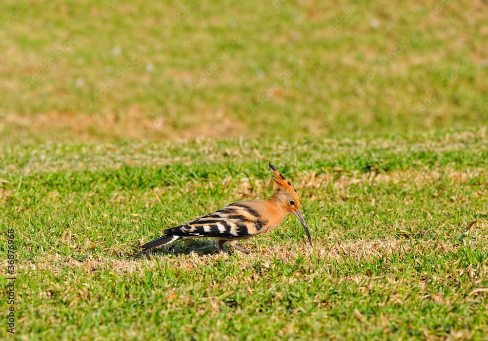 hoopoe