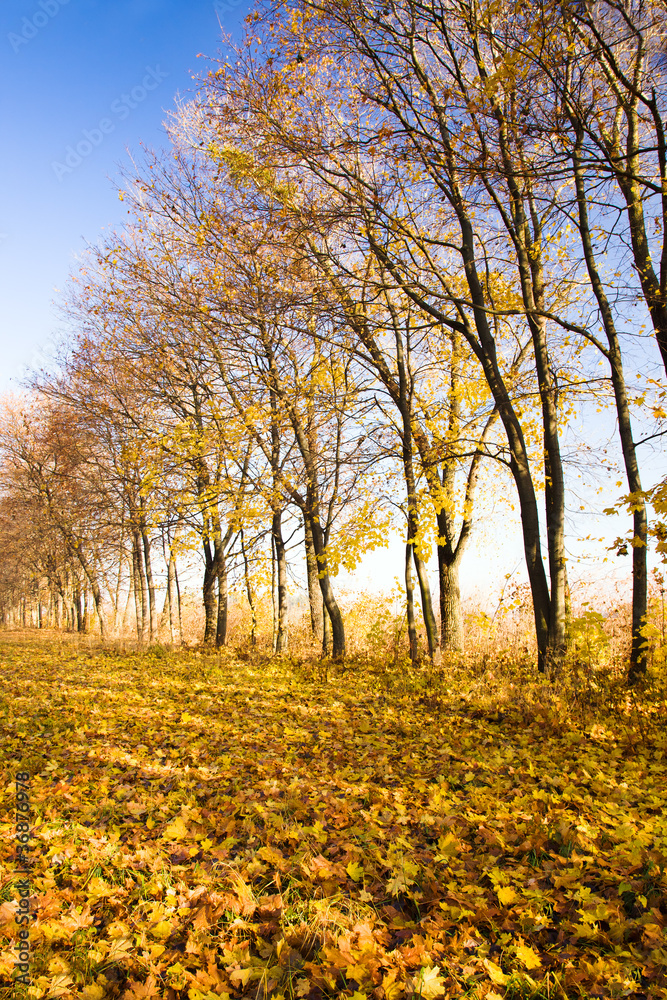 Fototapeta premium Autumn trees