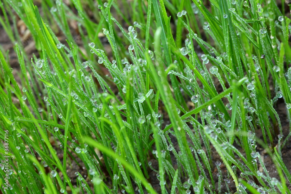 Frischer Rasen mit Tautropen