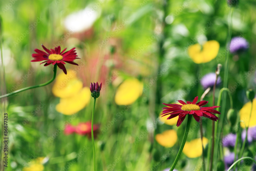 Fototapeta premium Red asters