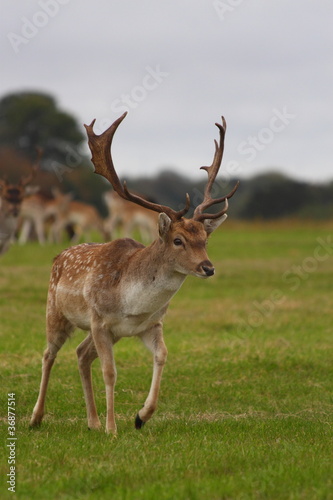Fotografie The fallow dee
