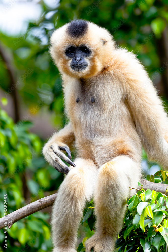 Gibbon of golden cheeks, Nomascus gabriellae Gibbon of golden cheeks, Nomascus gabriellae
