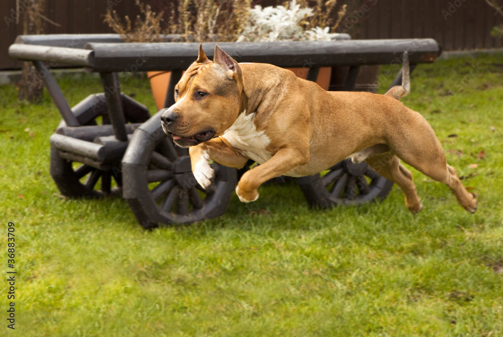 American Staffordshire Terrier