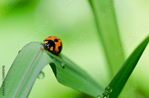 ladybug in green nature