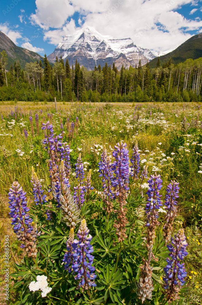 Fototapeta premium Purple flowers and majestic snowy mountain