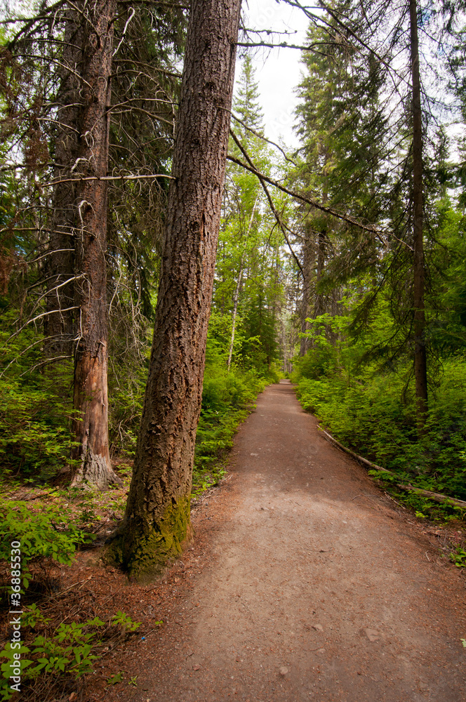 Fototapeta premium Dirt path into the woods