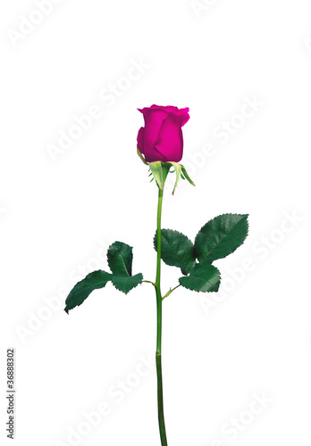 Single pink rose closeup isolated on white