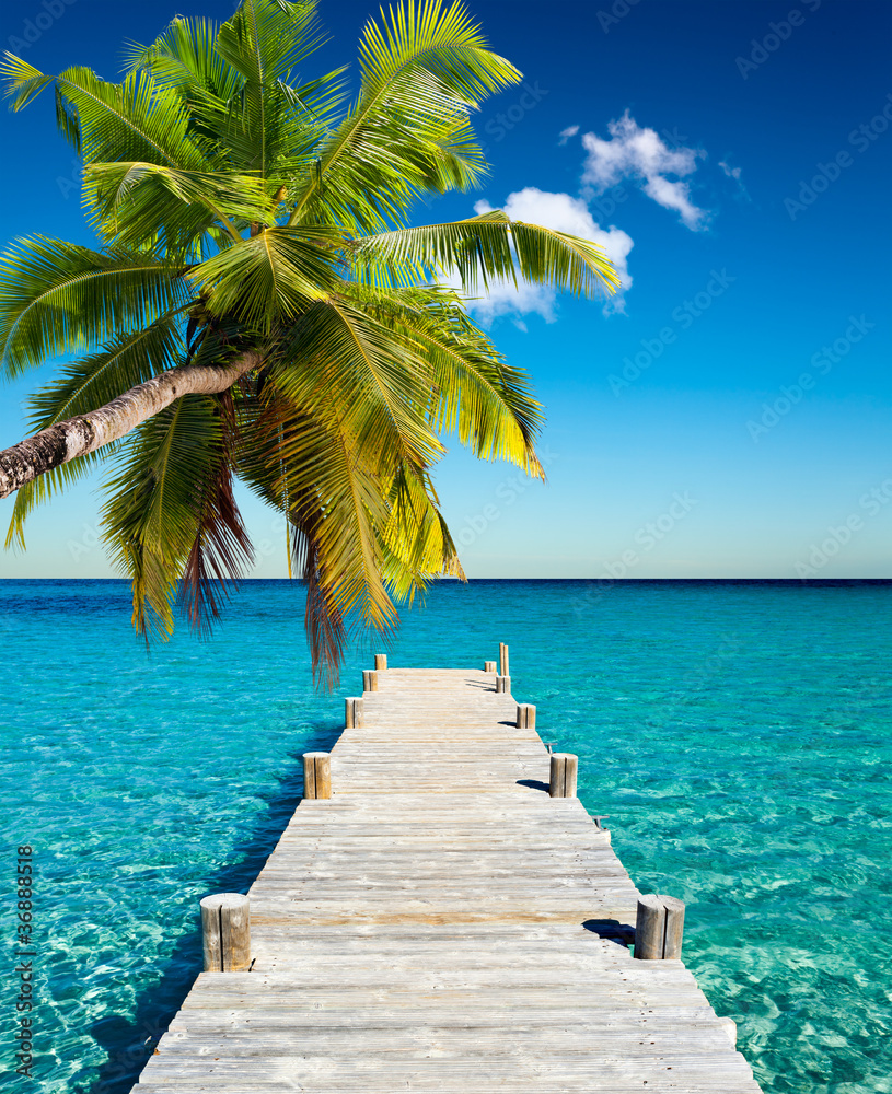 Fototapeta premium wakacje na plaży kokosowe drzewo