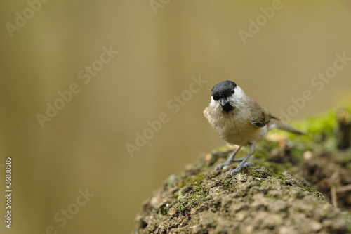 mésange noire photo