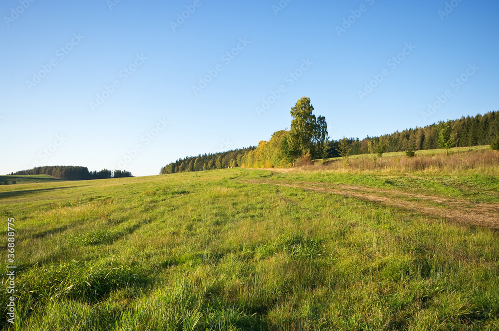 Obraz premium Landscape with grass