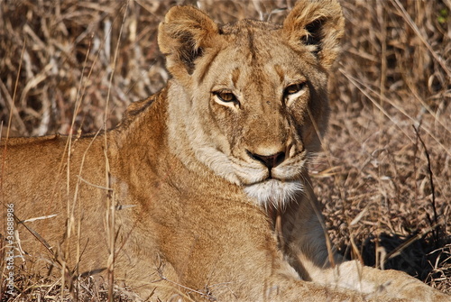 Lioness resting in the bush