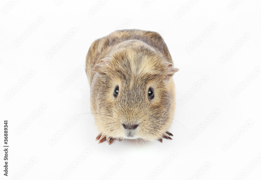 Guinea pig isolated Guinea pig isolated